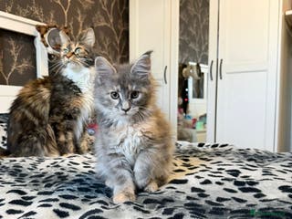 Maine Coon cats LAST GIRL BLUE CREAM MAINE COON KITTEN AVAILABLE🐱 - Advert 3