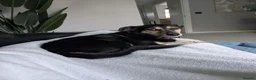 Mixed Breed dogs for adoption: Little Dodo in Whiteley - Advert 4