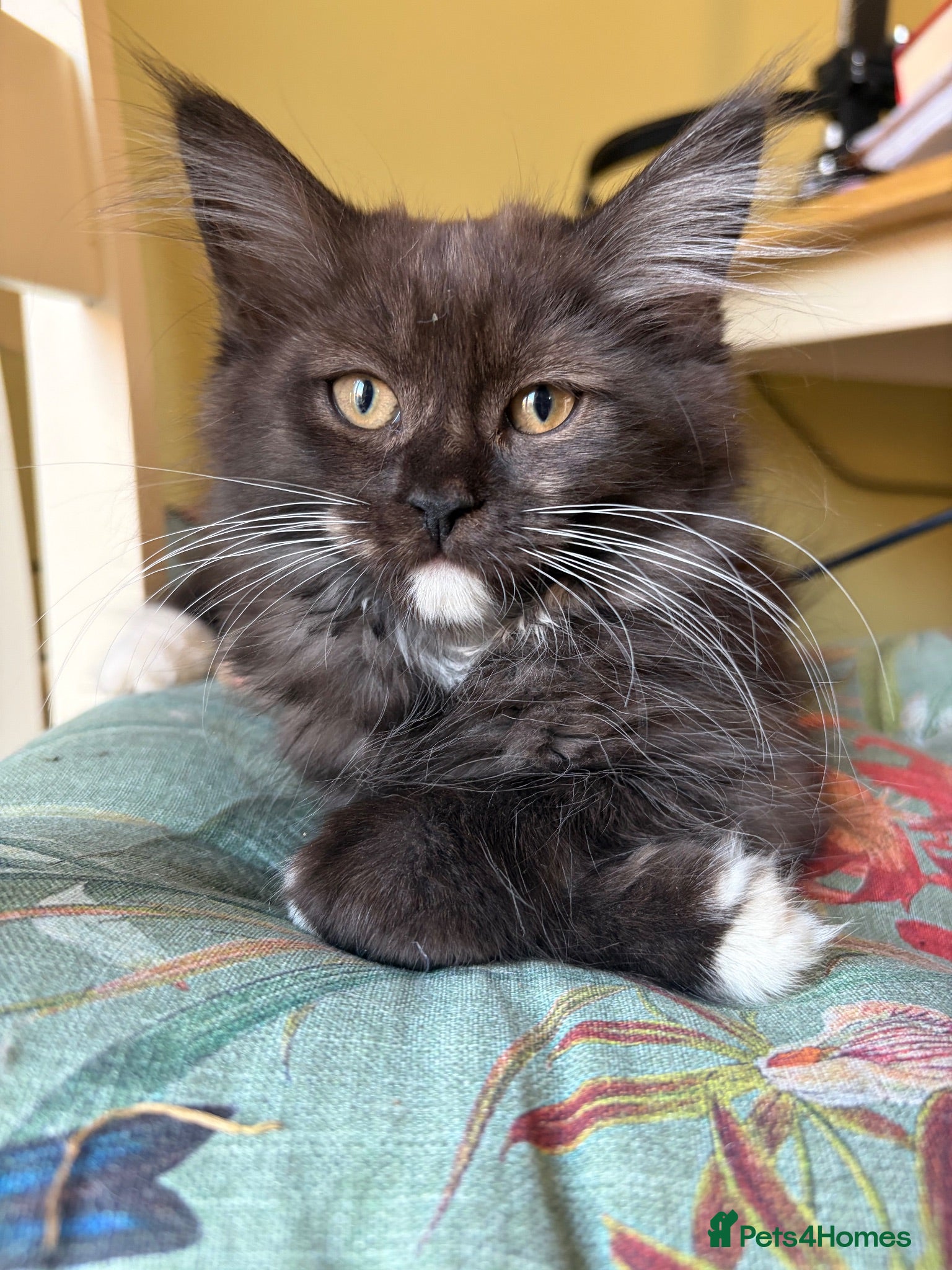 Maine Coon cats Gorgeous ChampionRussian line XL Mainecoon kittens - Advert 2