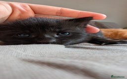 Domestic Shorthair cats for sale: 1 male ginger and 2 female black and white cats - Image 3