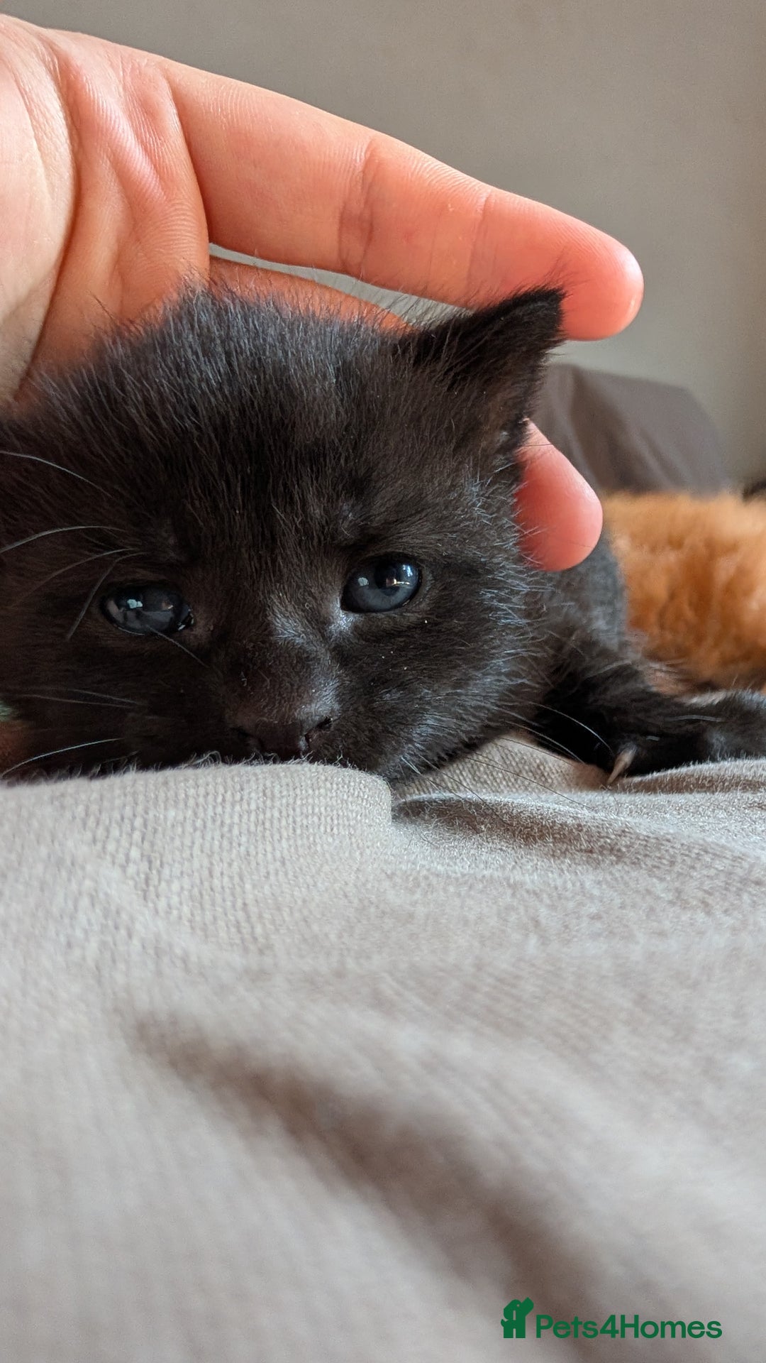 Domestic Shorthair cats for sale: 1 male ginger and 2 female black and white cats - Image 3