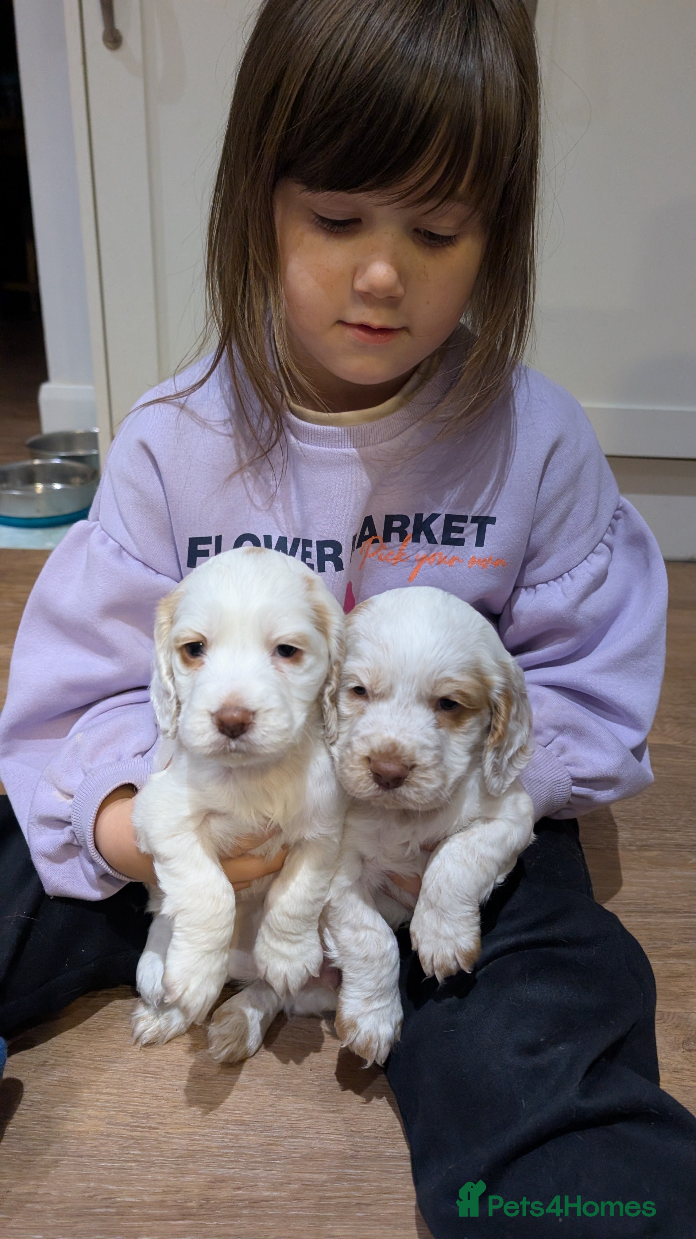 Cocker Spaniel dogs Beautiful Cocker spaniels - Advert 1