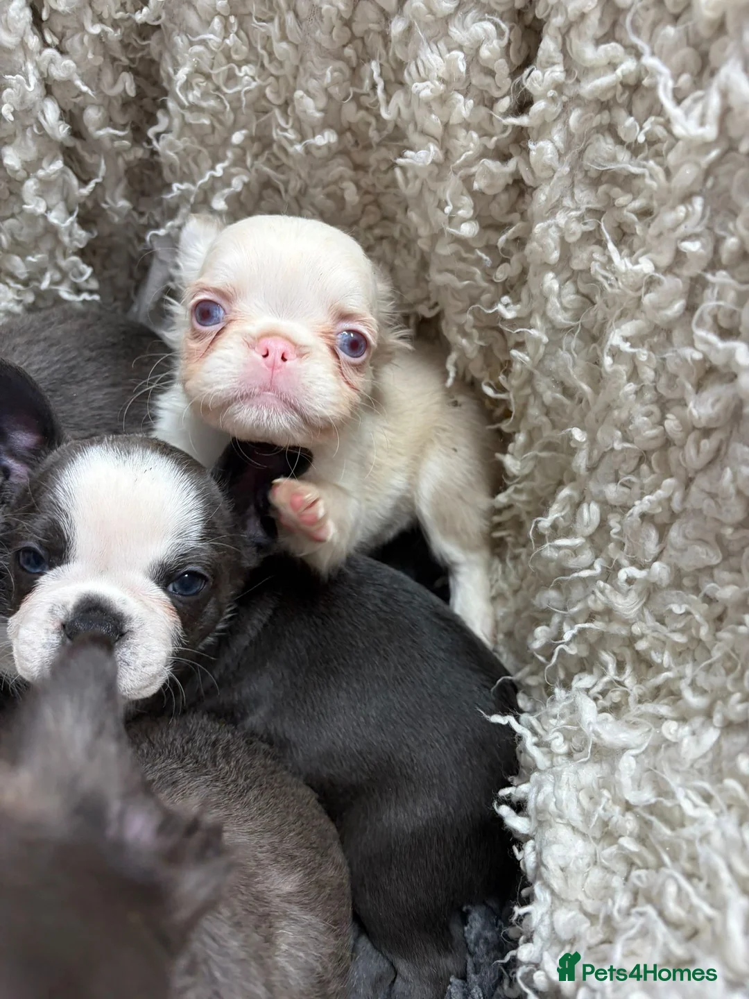 French Bulldog dogs for sale: french bulldog puppies - Advert 7