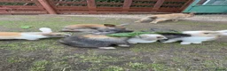 Mixed Breed rabbits for sale: Rabbits for sale - Advert 6