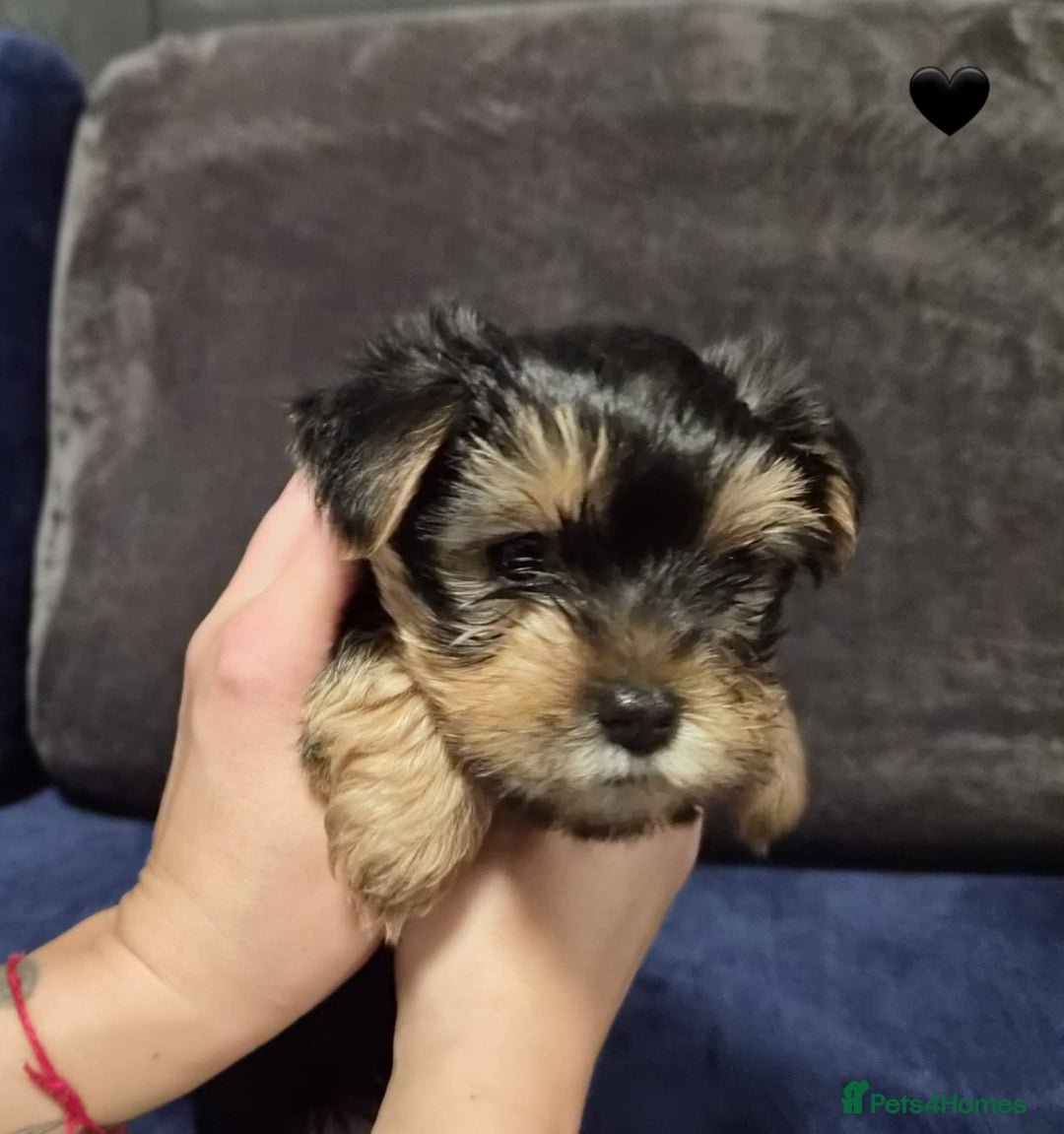 Yorkshire Terrier dogs for sale: Yorkshire terrier puppies (3 girls) - Image 32