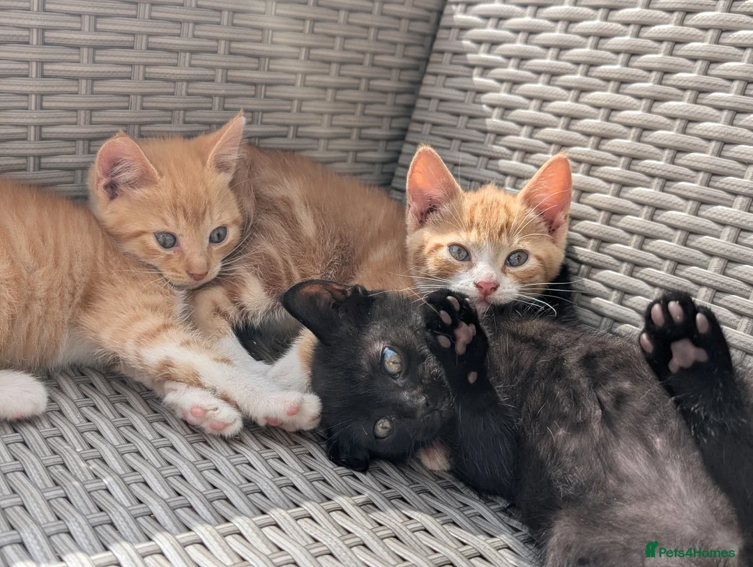 Mixed Breed cats for sale: Rare ginger female kittens and black stripey male. - Advert 19