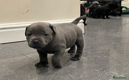 Staffordshire Bull Terrier dogs for sale: Staffordshire Bull Terrier pups - Image 7