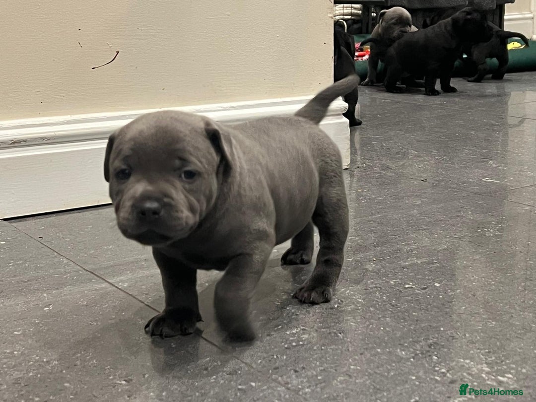 Staffordshire Bull Terrier dogs for sale: Staffordshire Bull Terrier pups - Image 7