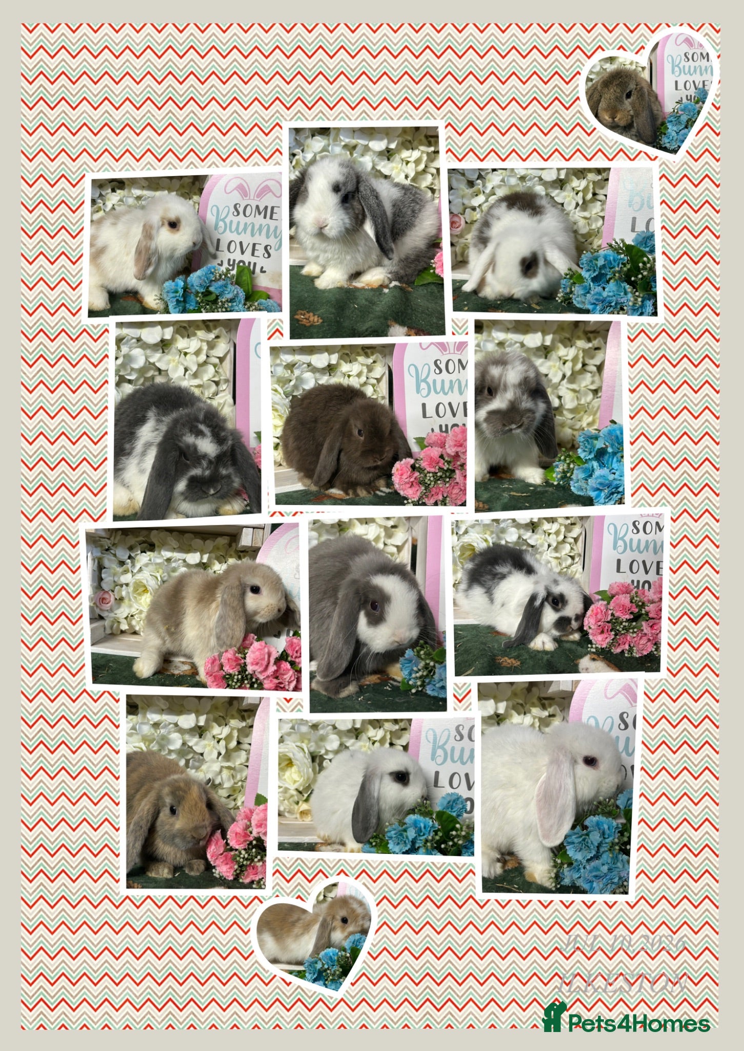 Mini Lop rabbits Beautiful Baby Mini Lops Ready now  - Advert 1