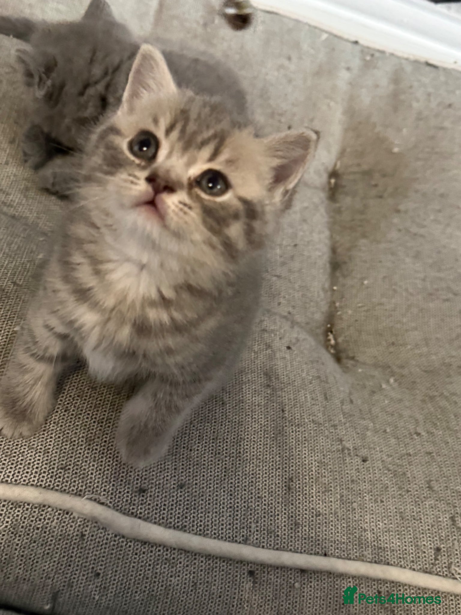 British Shorthair cats British short hair 2 females and 2 males - Advert 2