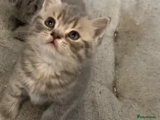 British Shorthair cats British short hair 2 females and 2 males - Advert 2