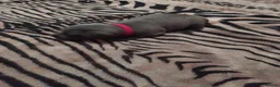 Staffordshire Bull Terrier dogs for sale: KC REG BLUE STAFFORDSHIRE BULL TERRIER in Watford - Advert 16