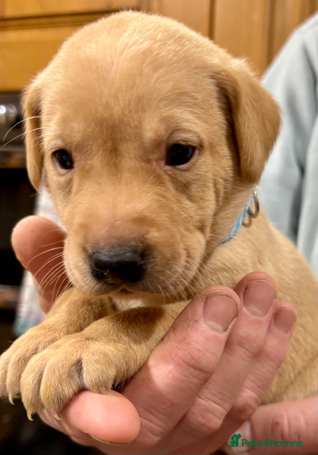 Labrador Retriever dogs for sale: Ready now! Beautiful Labrador pups (KC Reg) - Advert 29