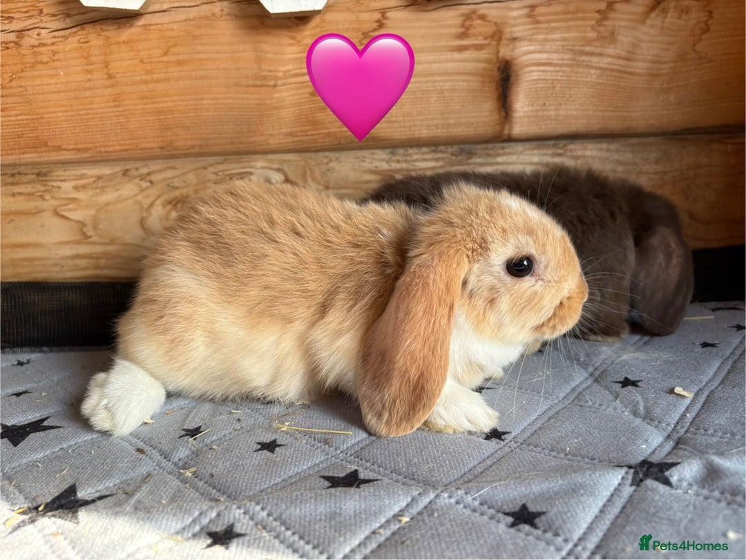 Mini Lop rabbits for sale: 4 beautiful mini lop babies  - Image 17