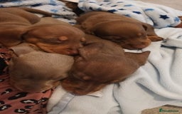 Miniature Dachshund dogs for sale: Minature short haired dachshund  - Image 5