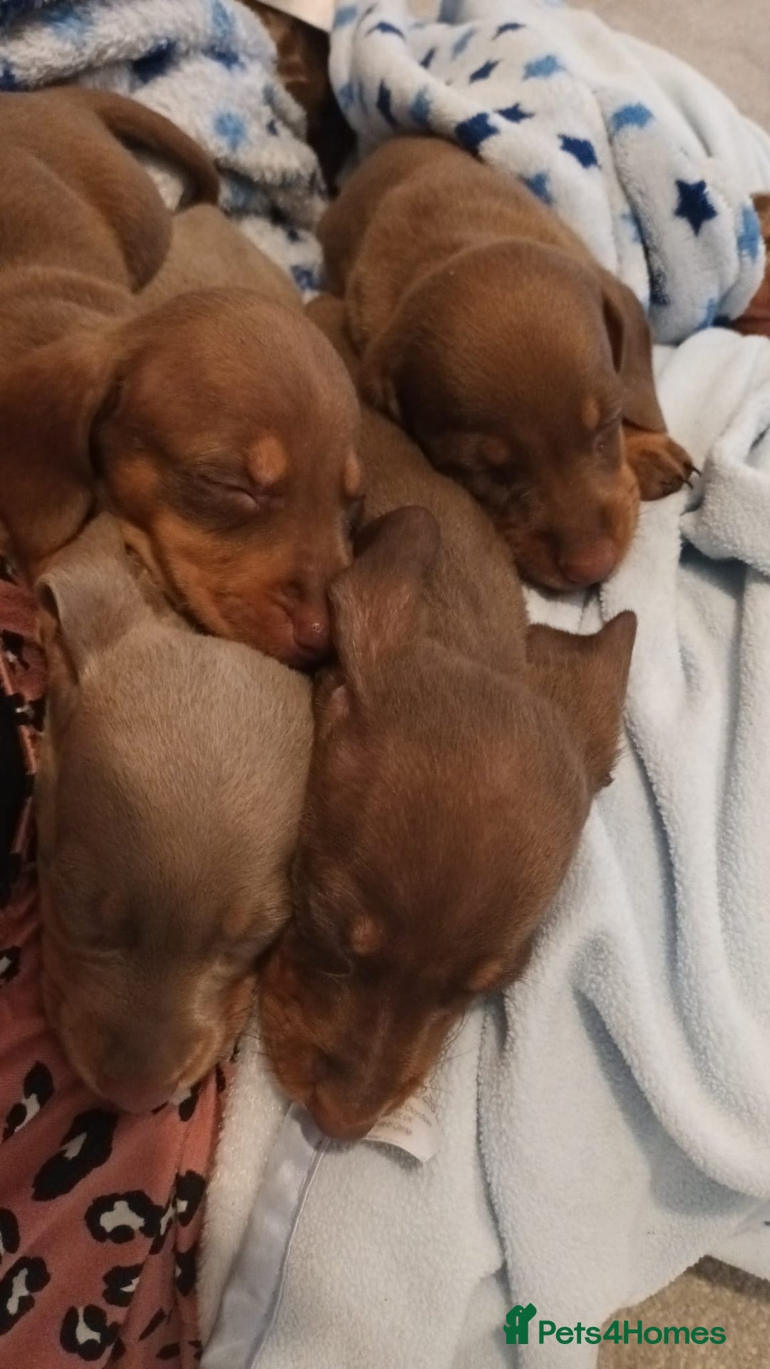 Miniature Dachshund dogs for sale: Minature short haired dachshund  - Image 5