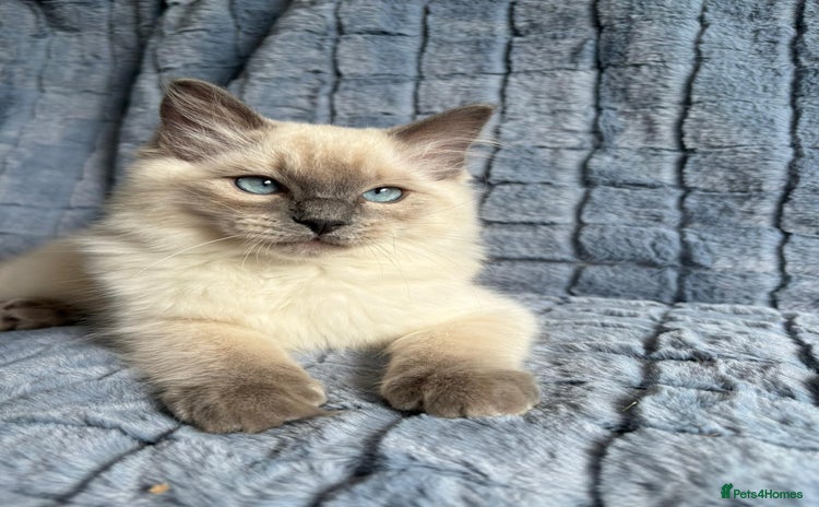 Ragdoll cats - Advert 10