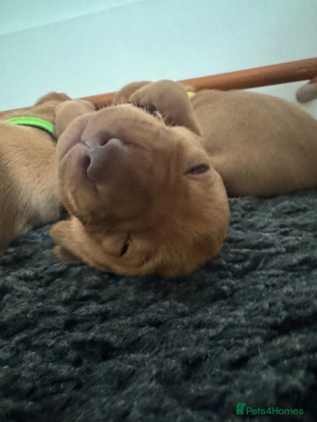 Hungarian Vizsla dogs for sale: Exceptional KC Reg Puppies - 5* Licenced Breeder - Advert 2