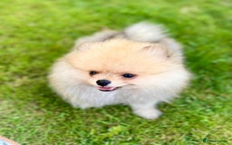 Pomeranian dogs for sale: *READY NOW!* 2 Beautiful Pomeranian Puppies - Image 4