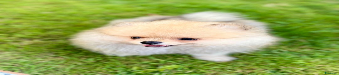 Pomeranian Puppy 1