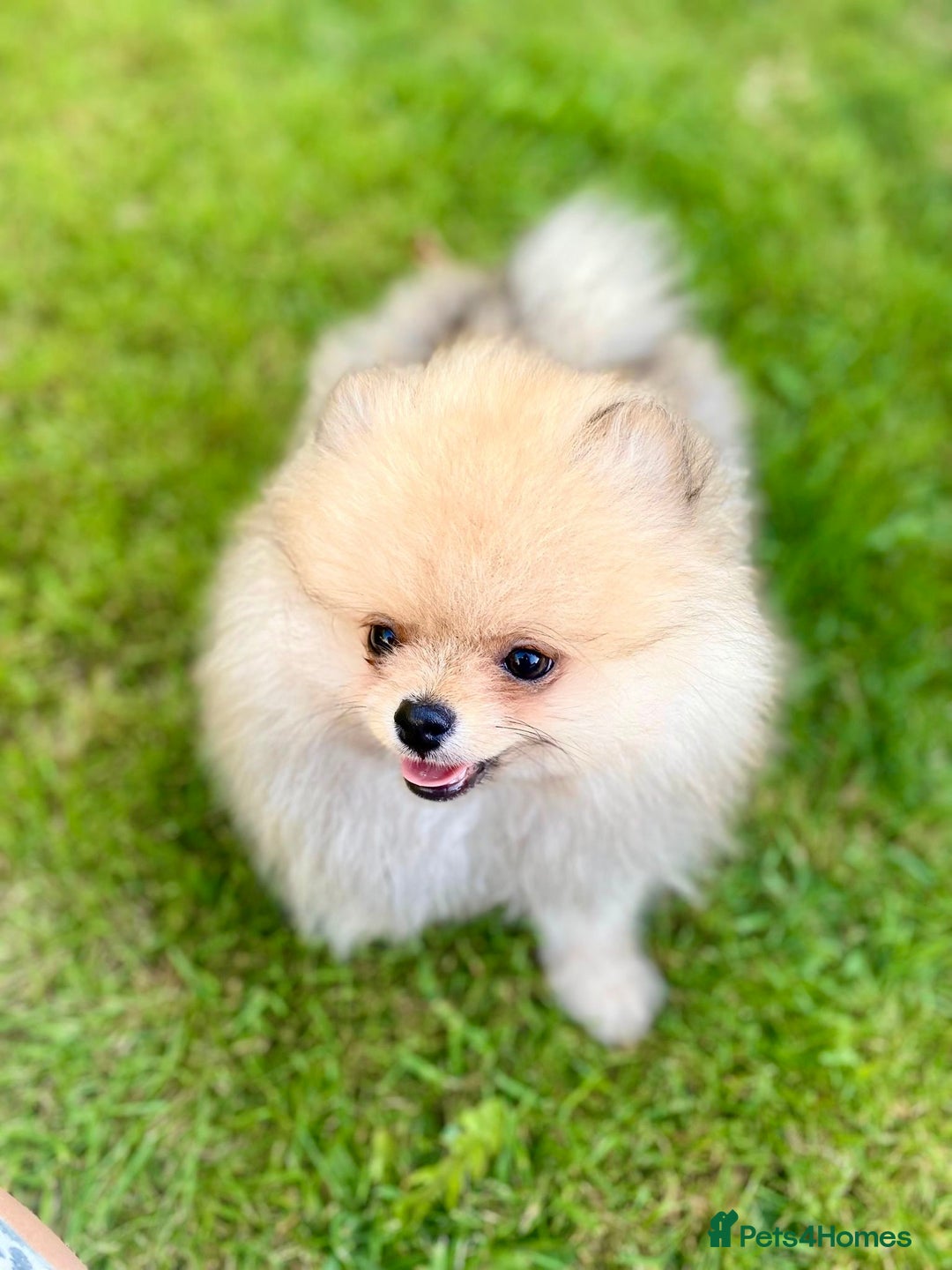 Pomeranian dogs for sale: *READY NOW!* 2 Beautiful Pomeranian Puppies - Image 4