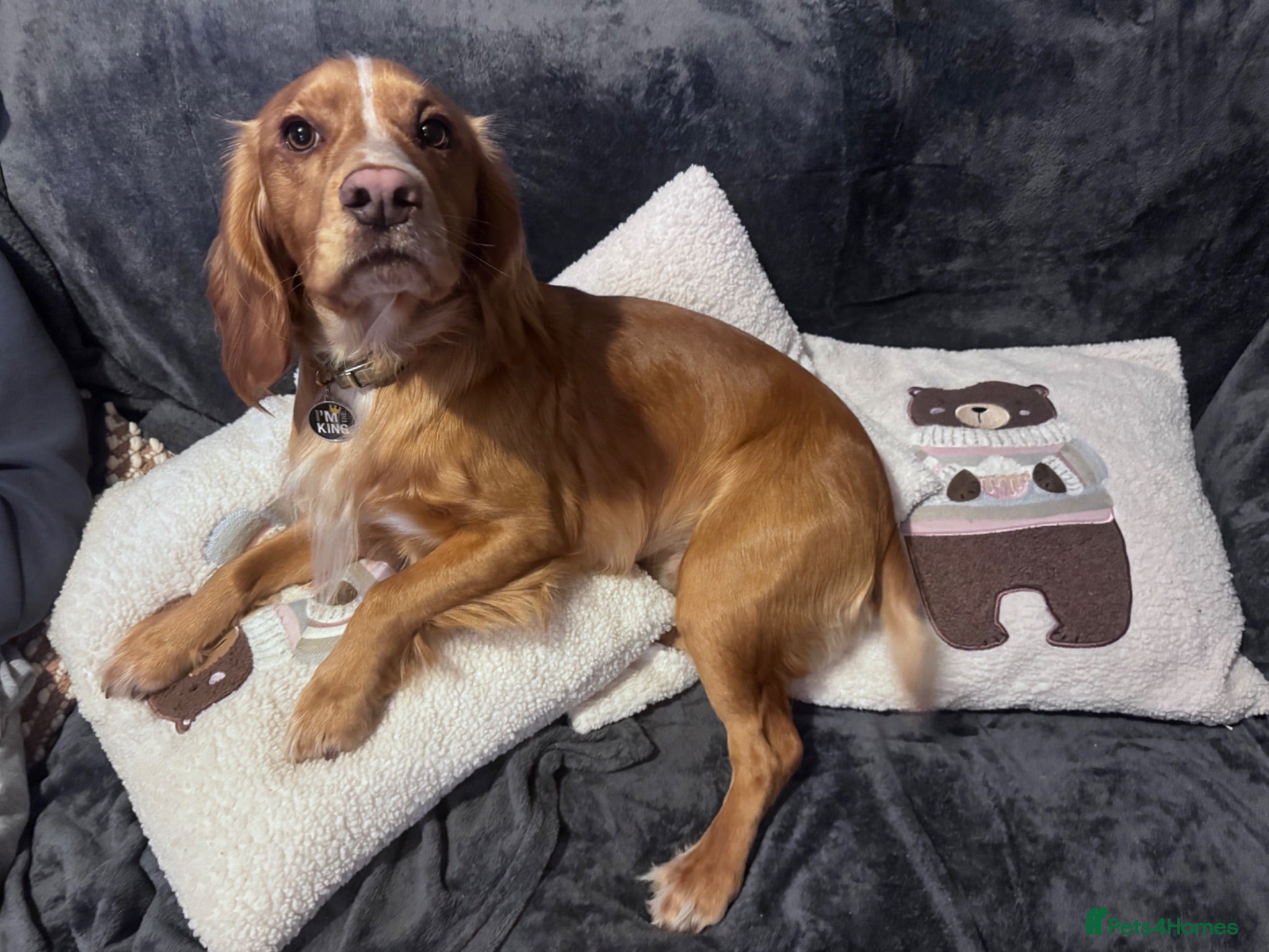 Cocker Spaniel dogs Pure bred beautiful cocker spaniel for stud - Advert 4