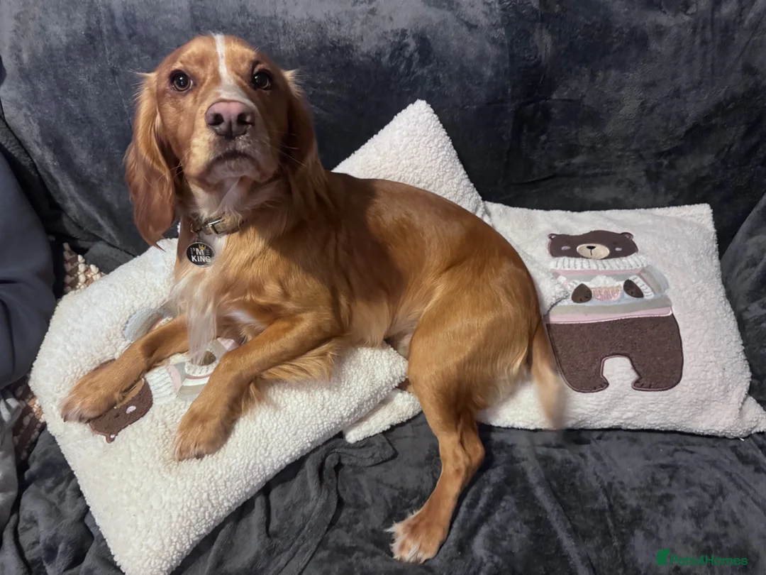 Cocker Spaniel dogs for stud: Pure bred beautiful cocker spaniel for stud in Ventnor - Advert 1