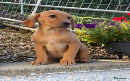 Labrador Retriever dogs for sale: Kc registered Labrador Retrievers - Image 1