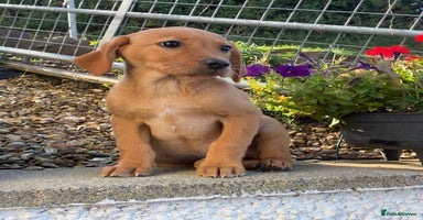 Labrador Retriever dogs - Advert 1