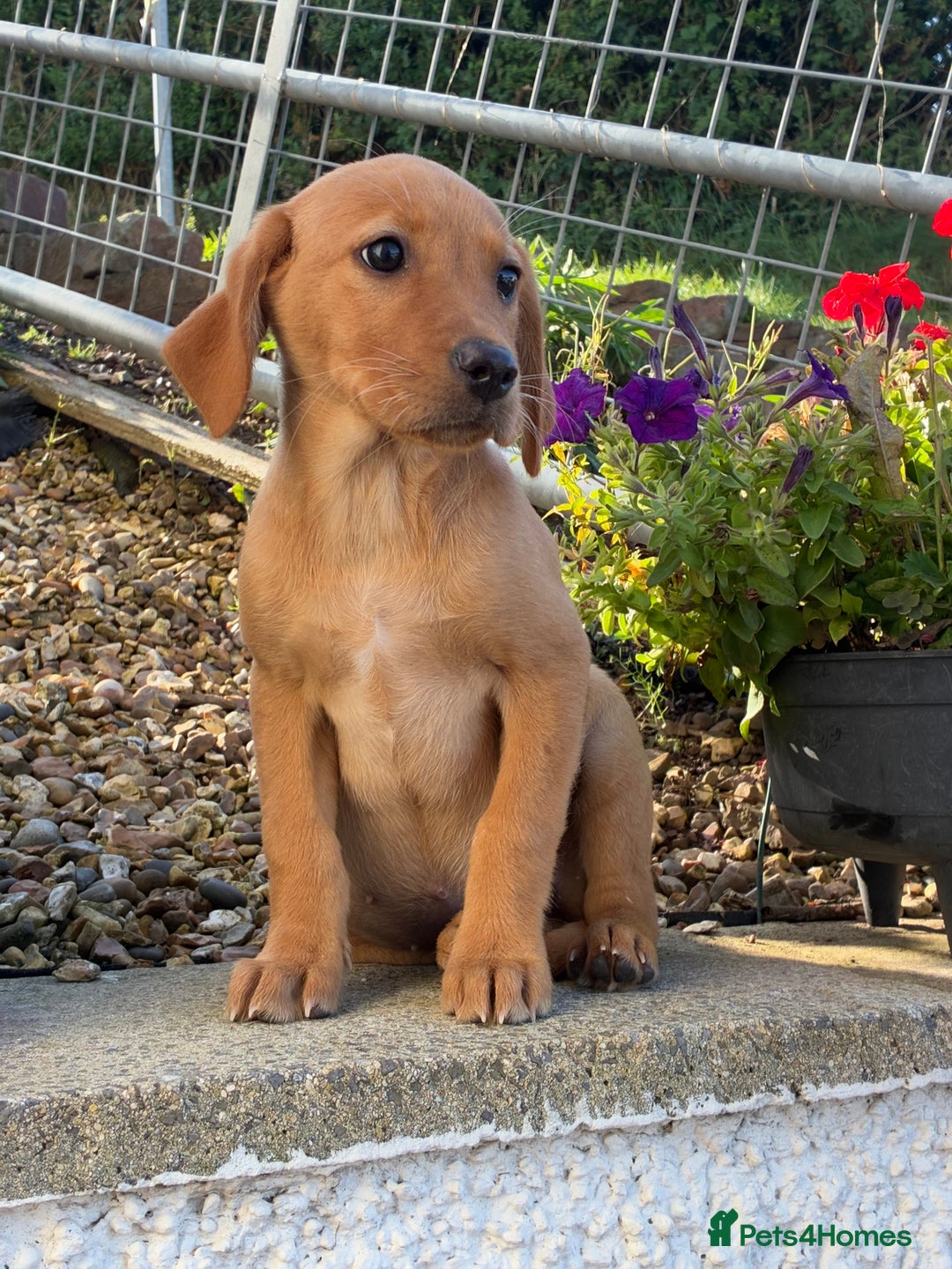 Labrador Retriever dogs for sale: Kc registered Labrador Retrievers - Image 1