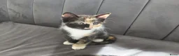 Mixed Breed cats for sale: Gorgeous British Shorthair X Kittens - Advert 11