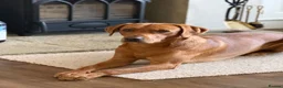 Labrador Retriever dogs for stud: Proven Stud - Pedigree KC Working Labrador - Advert 2