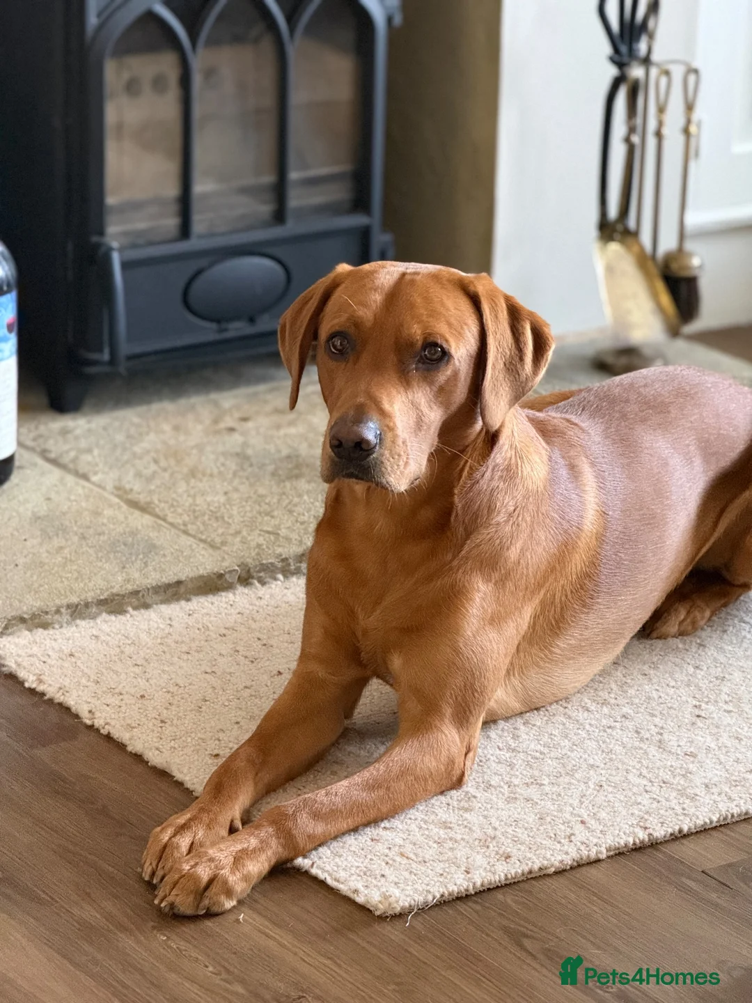 Labrador Retriever dogs for stud: Proven Stud - Pedigree KC Working Labrador - Advert 2