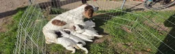 English Springer Spaniel dogs for sale: ESS PUPS 4 BOYS 3 GIRLS in Mansfield - Advert 2