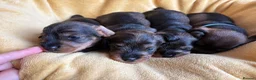 Miniature Dachshund dogs for sale: Champion Sired Mini wire haired dachshunds  - Advert 6