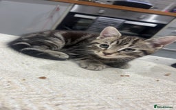 British Shorthair cats for sale: 3 beautiful tabby kittens with Maine coon  - Image 3