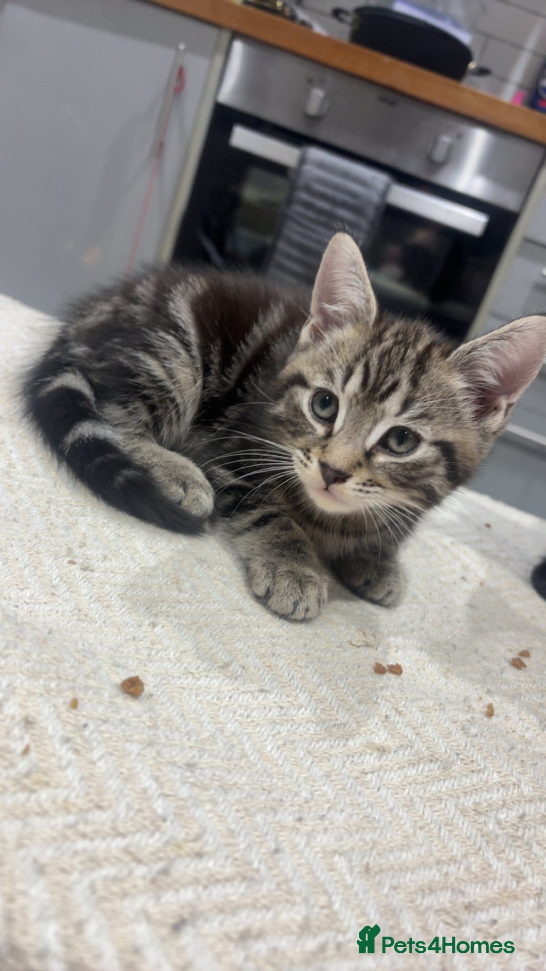 British Shorthair cats for sale: 3 beautiful tabby kittens with Maine coon  - Image 3