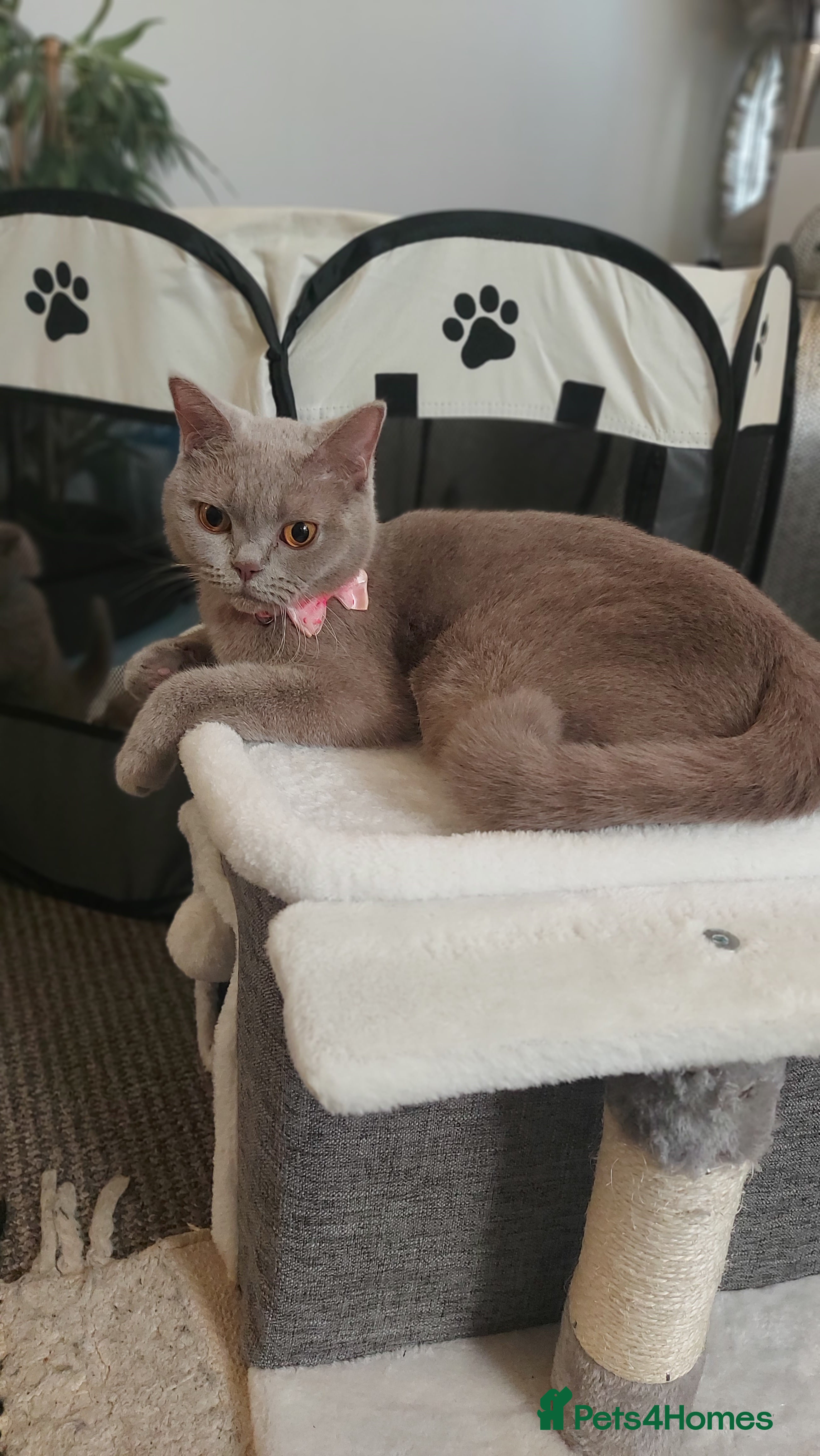 British Shorthair cats BSH ACTIVE REGISTERED LILAC FEMALE  - Advert 3