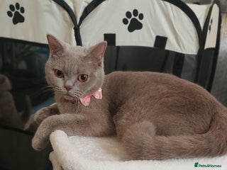 British Shorthair cats BSH ACTIVE REGISTERED LILAC FEMALE - Advert 1