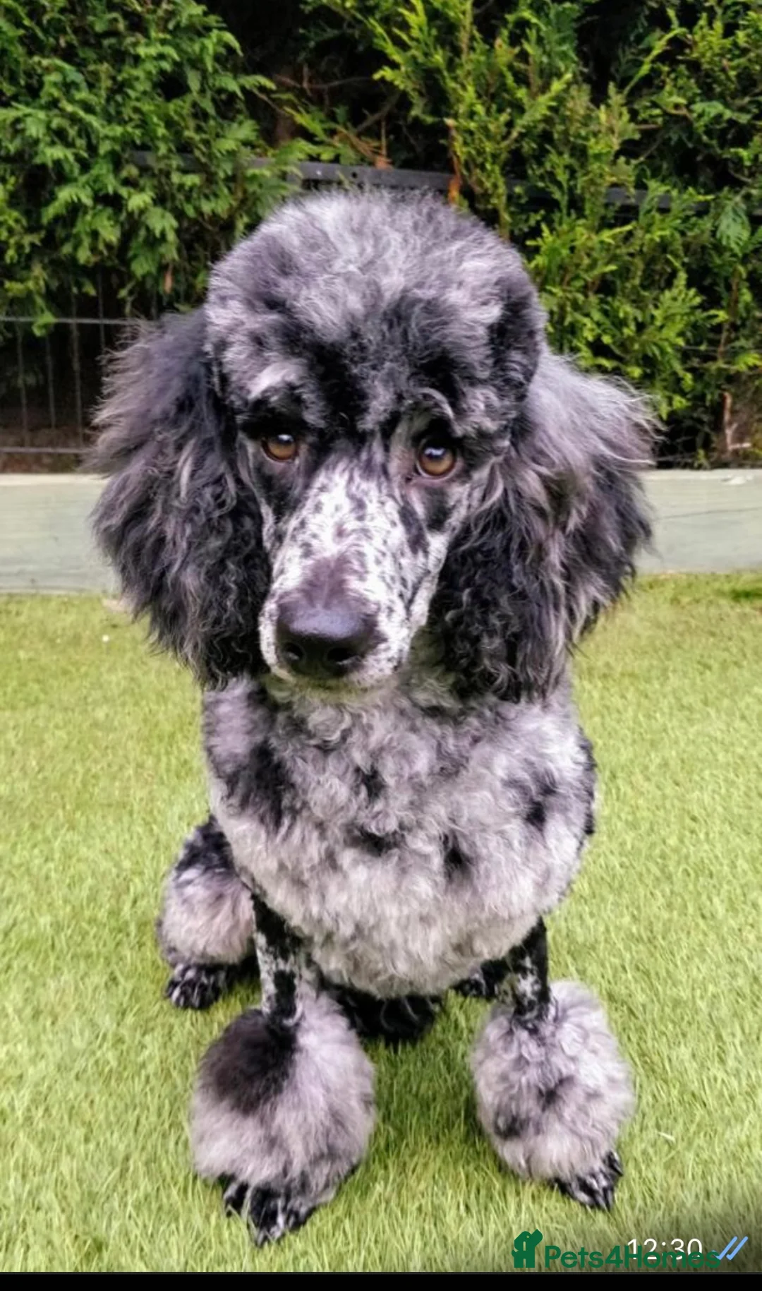 Cocker Spaniel dogs for stud: Superb Chocolate Carrier Merle Poodle Stud in Newcastle - Advert 2