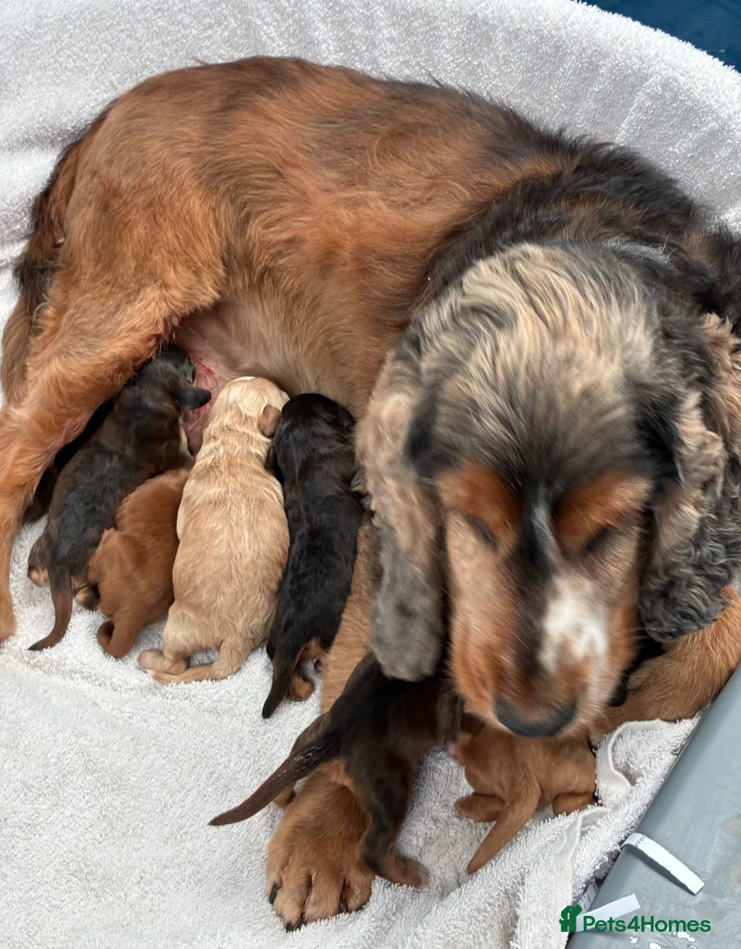Cockapoo dogs for sale: F1 Cockapoo Puppies Available! - Advert 1