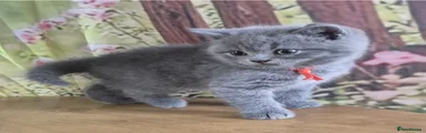 ORANGE COLLAR