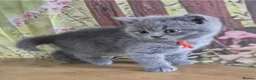 British Shorthair cats for sale: Pure British Shorthair kittens - Advert 8