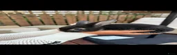 Mixed Breed rabbits for sale: Lop X mixed breed rabbits - Advert 2
