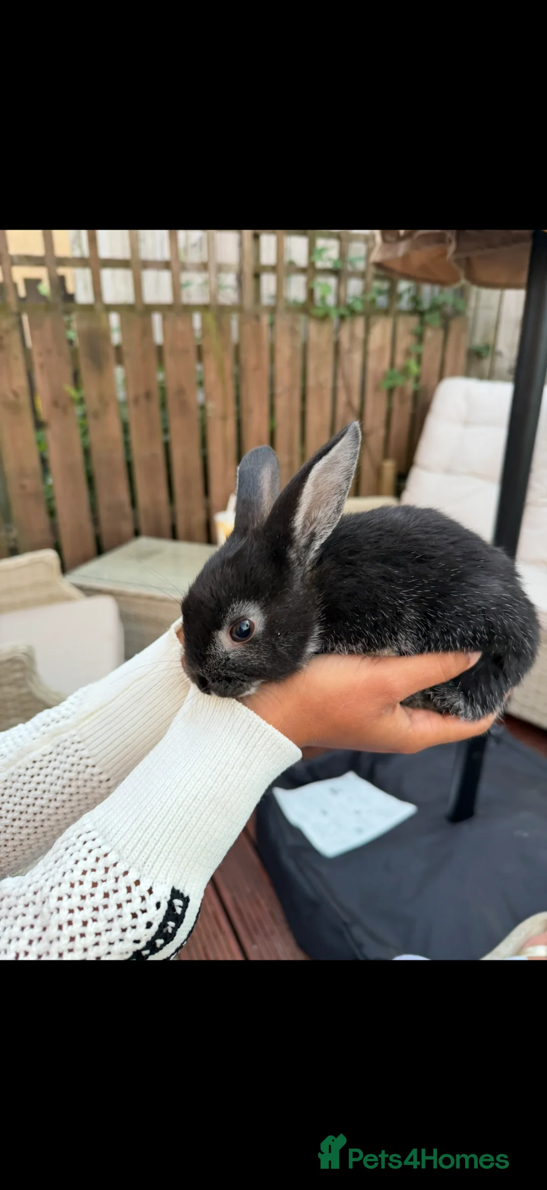 Mixed Breed rabbits for sale: Lop X mixed breed rabbits - Advert 2