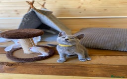 Russian Blue cats for sale: Russian Blue Kittens – Full Pedigree, TICA Parents - Image 5