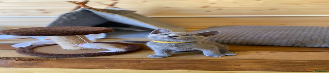 Russian Blue Kitten 3