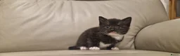 Mixed Breed cats for sale: Ready next week!  - Advert 5