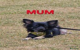 Chihuahua dogs for sale: Beautiful small.long haired chihuahua boys - Image 12