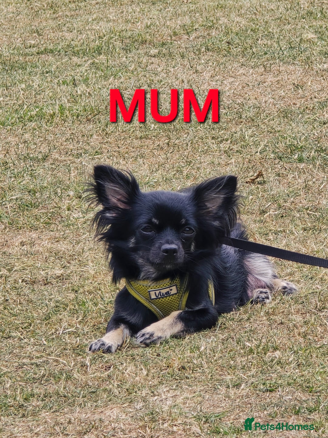 Chihuahua dogs for sale: Beautiful small.long haired chihuahua boys - Image 12